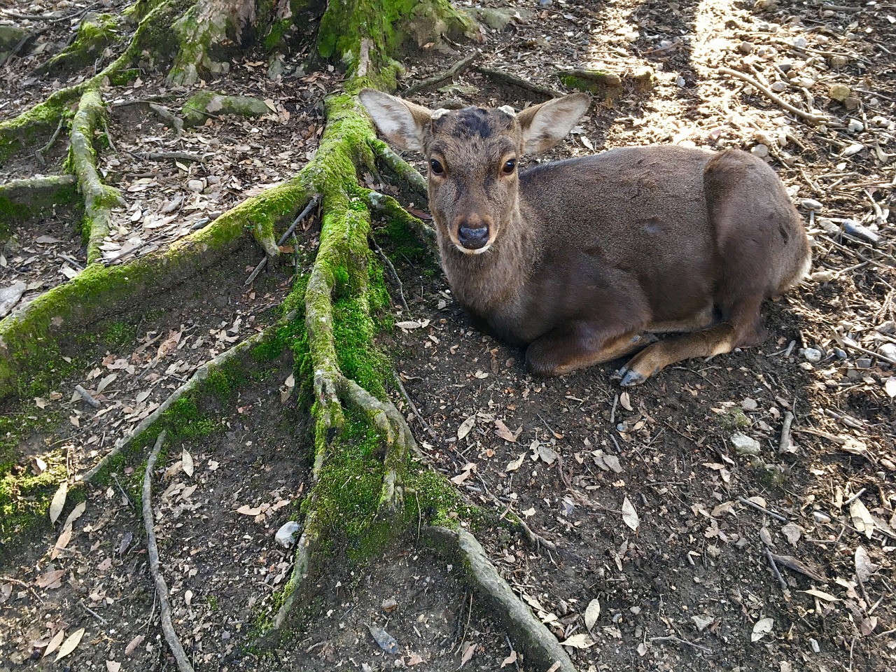 deer root green free photo