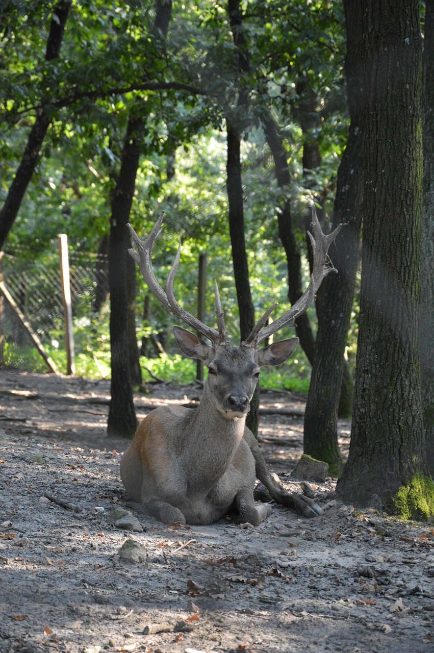 deer antler wild free photo