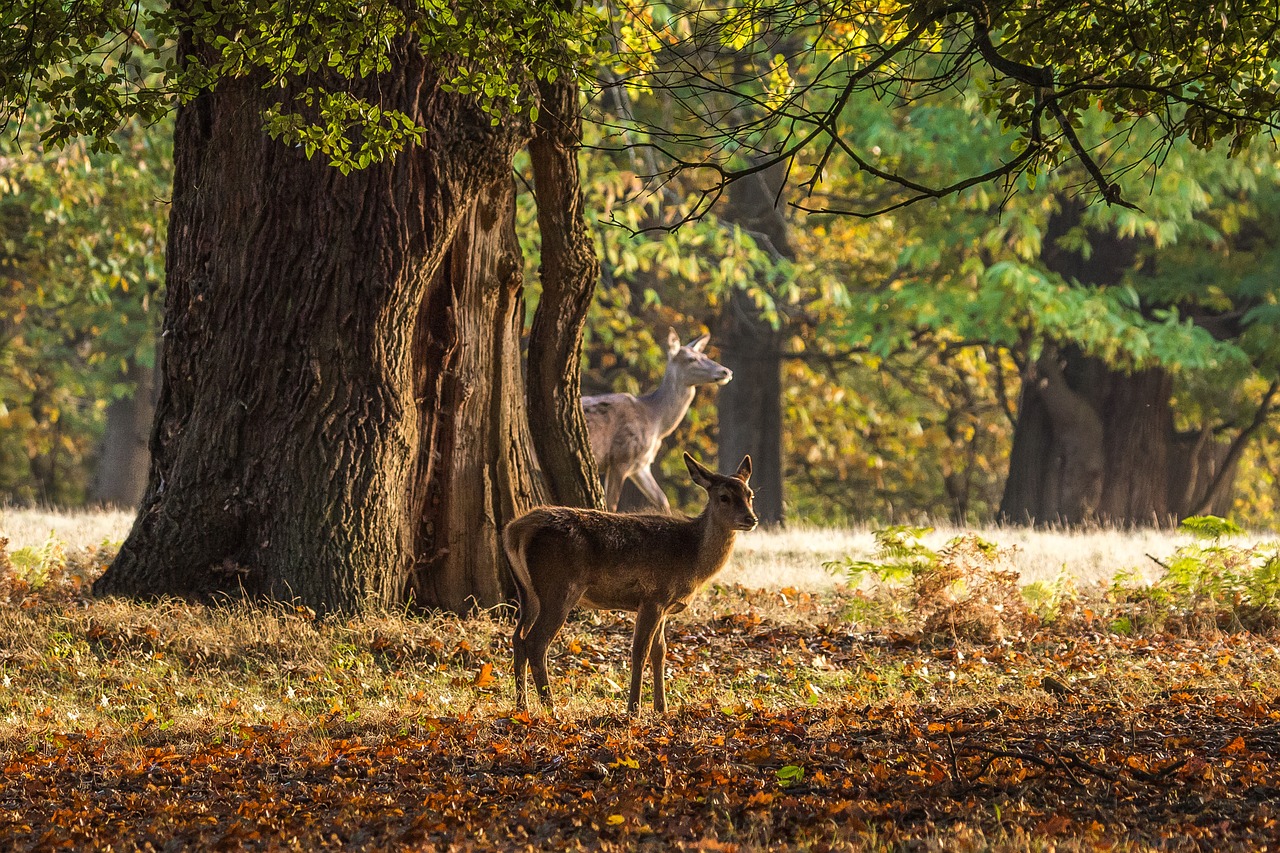 deer autumn trees free photo