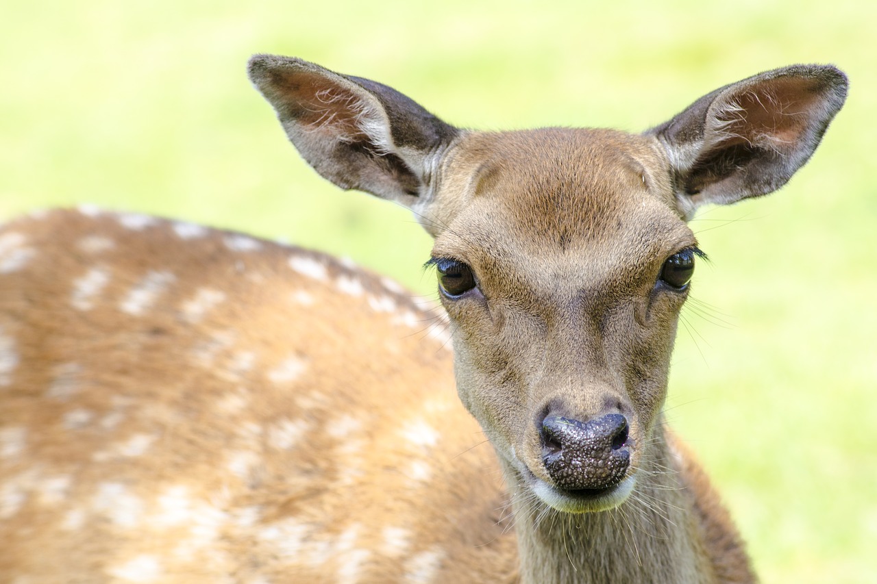 deer young nature free photo