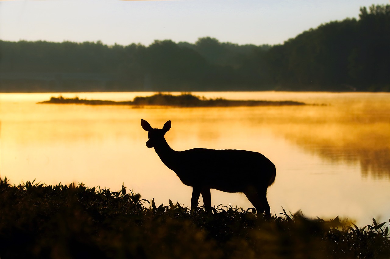 deer silhouettes lake free photo