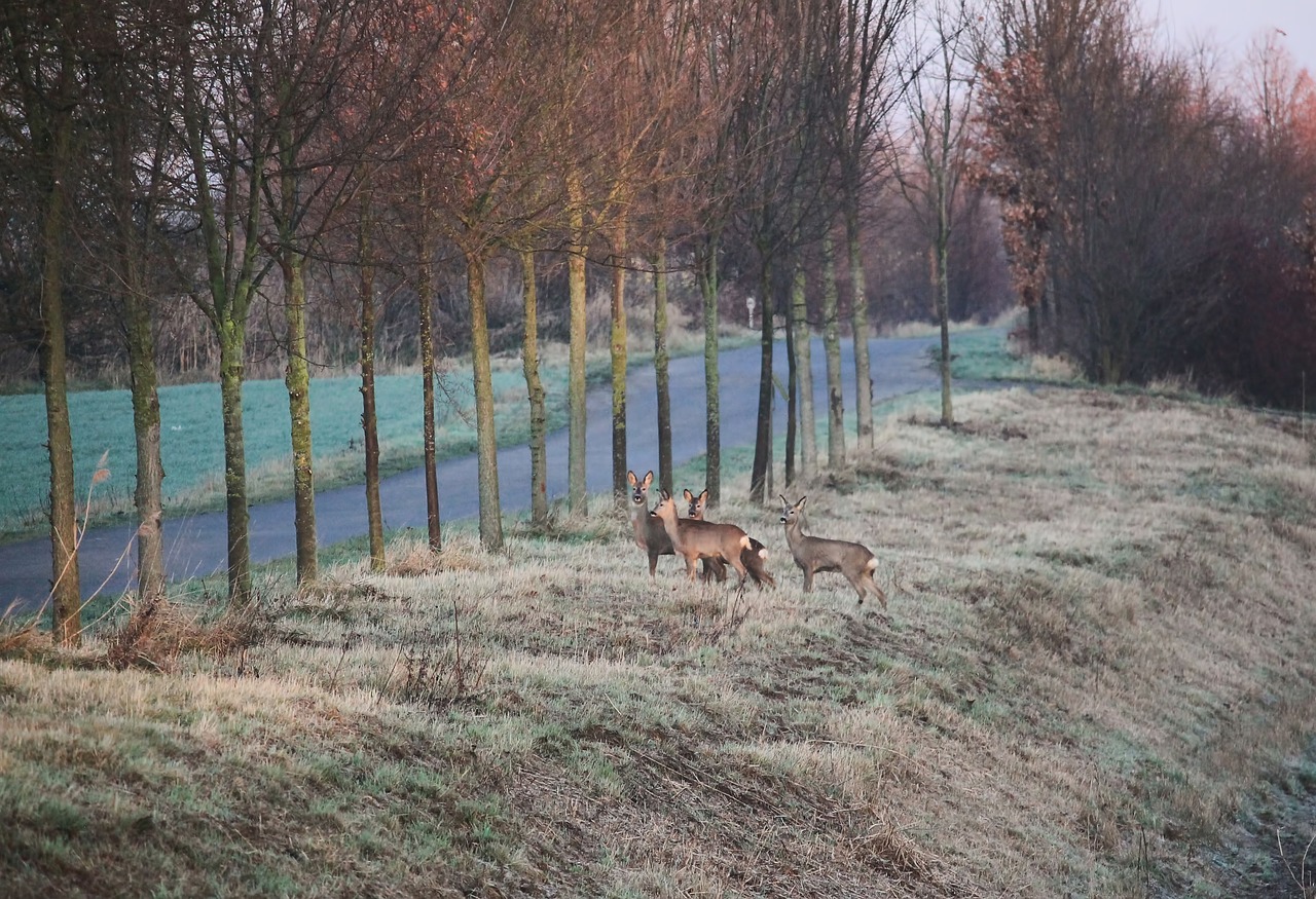 deer wildwechsel road free photo