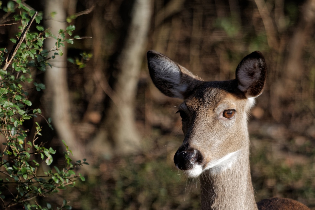 deer white-tailed wildlife free photo