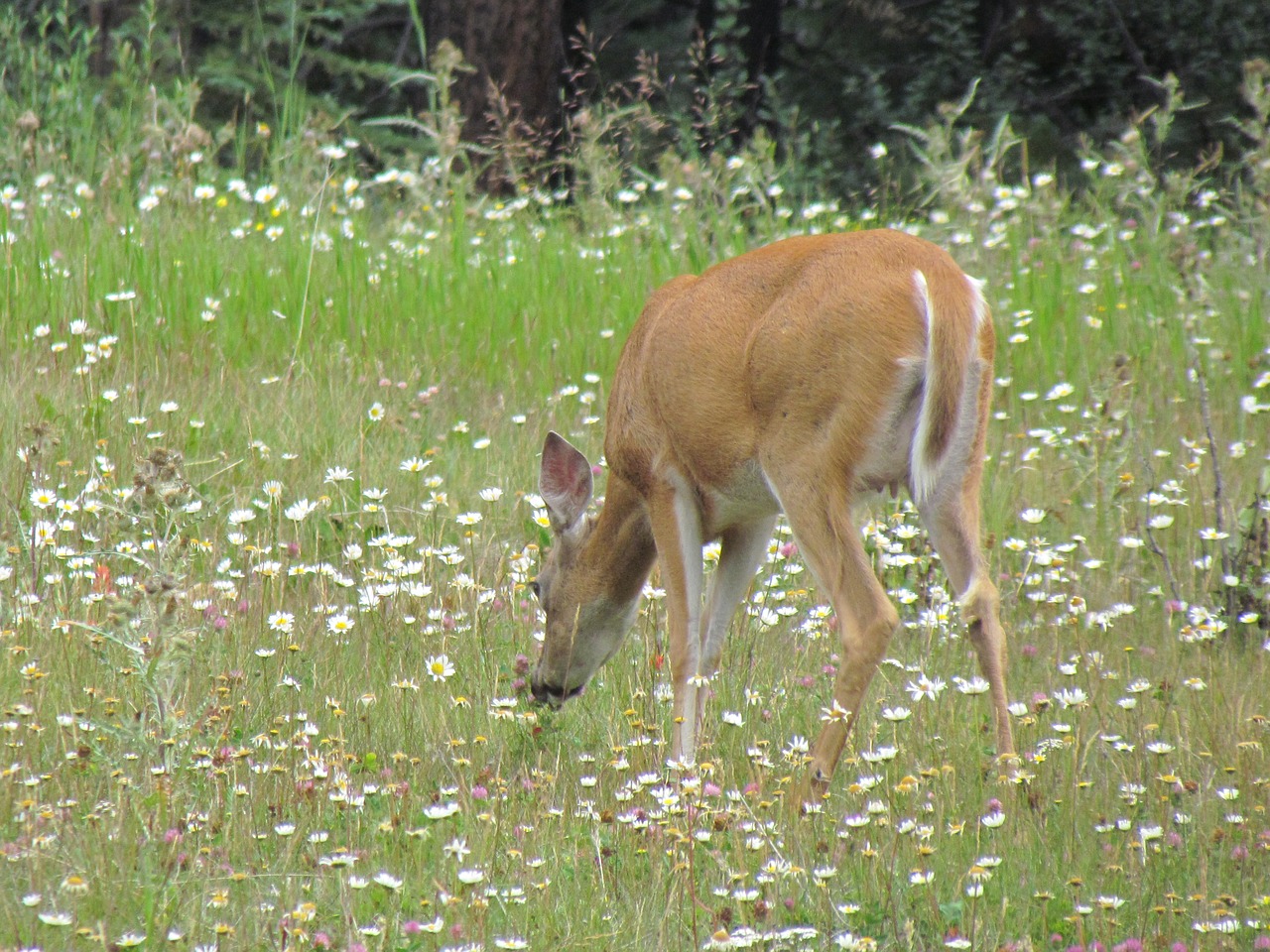 deer biche wild animal free photo