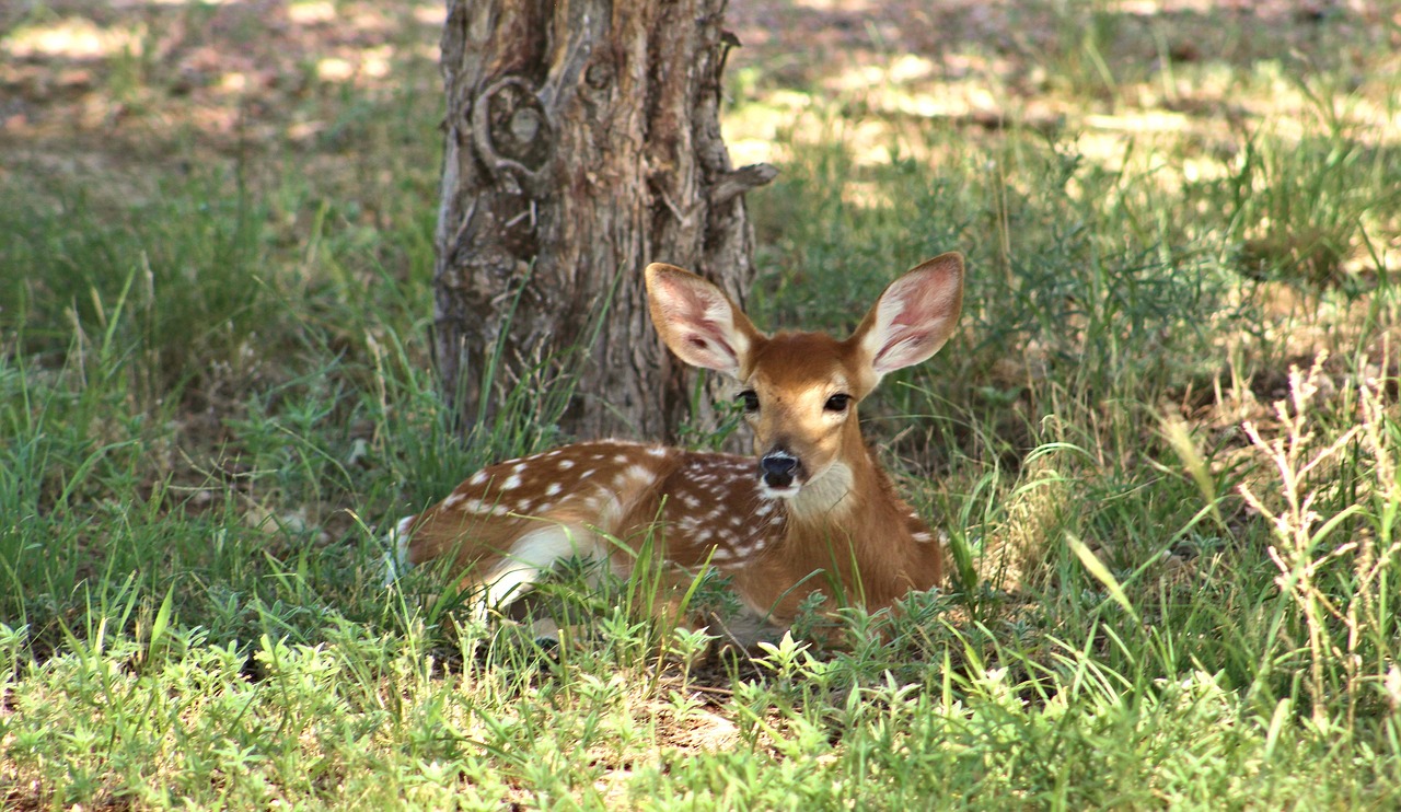 deer fawn resting free photo