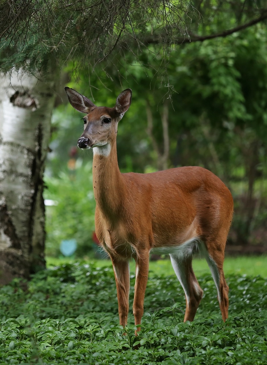 deer summer nature free photo