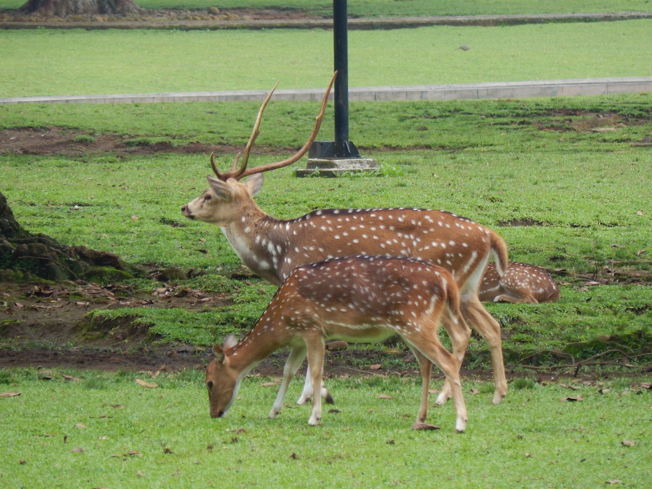 deer park bogor free photo