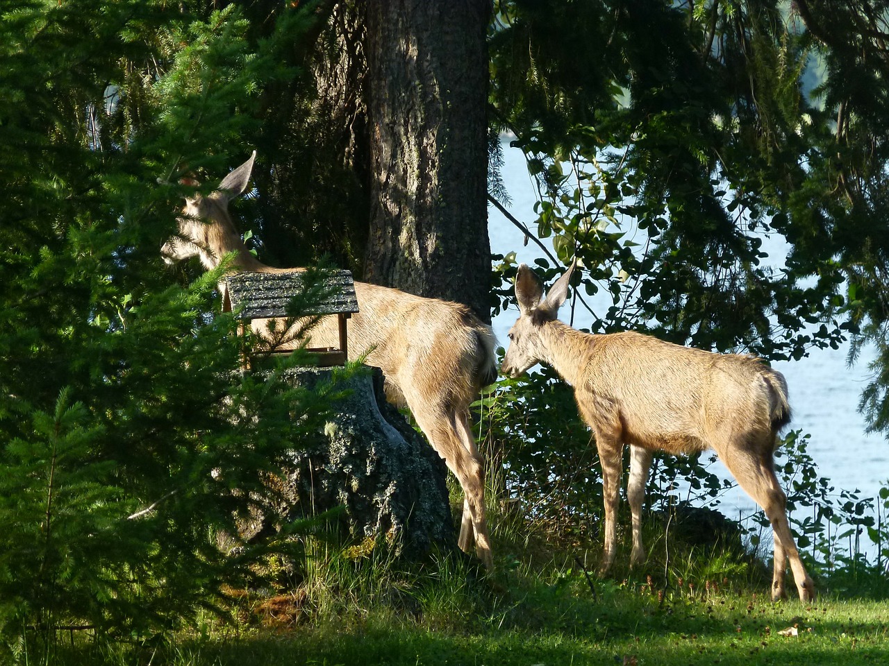 deer animals mammal free photo