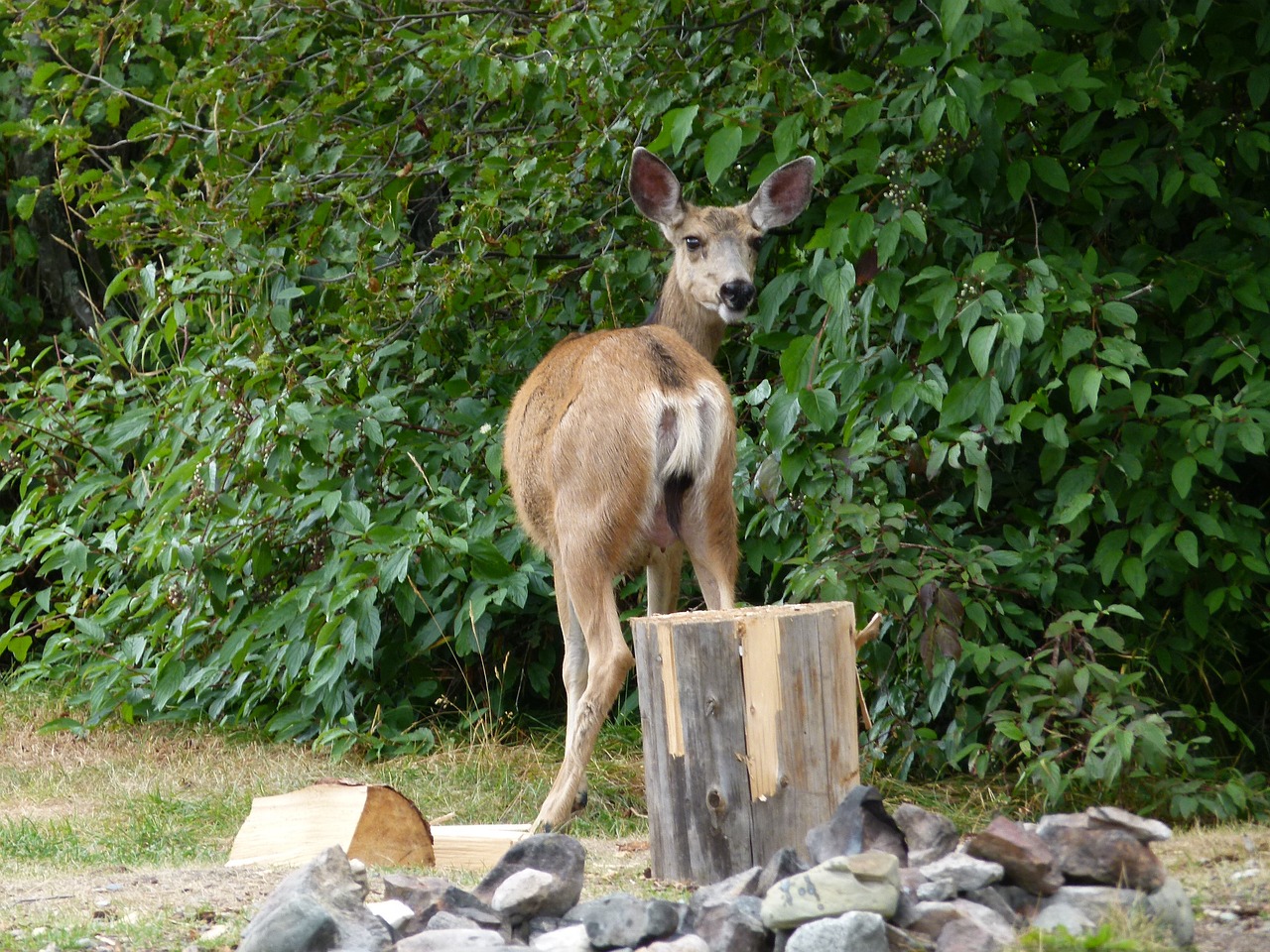 deer animals mammal free photo