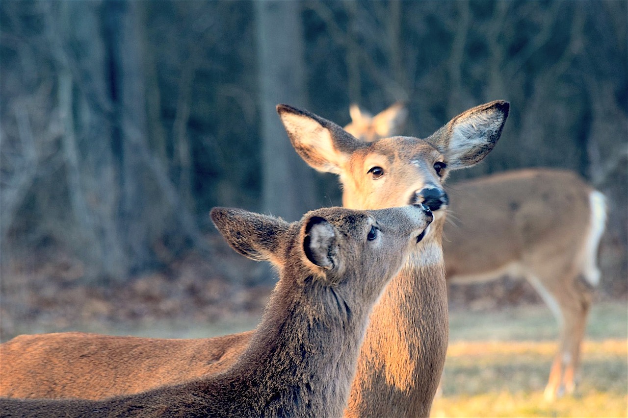 deer kiss sweet free photo