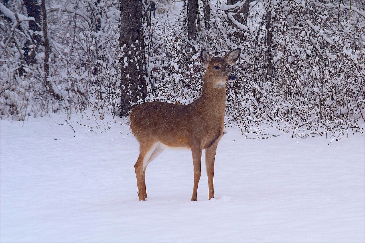 deer snow woods free photo