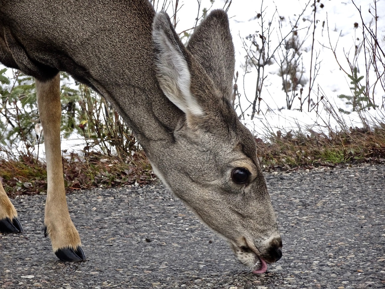 deer doe licking free photo