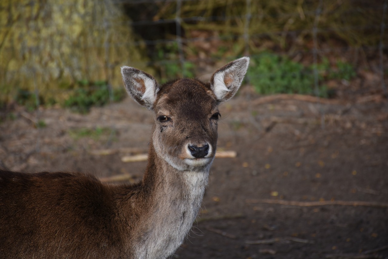 deer nature animal free photo