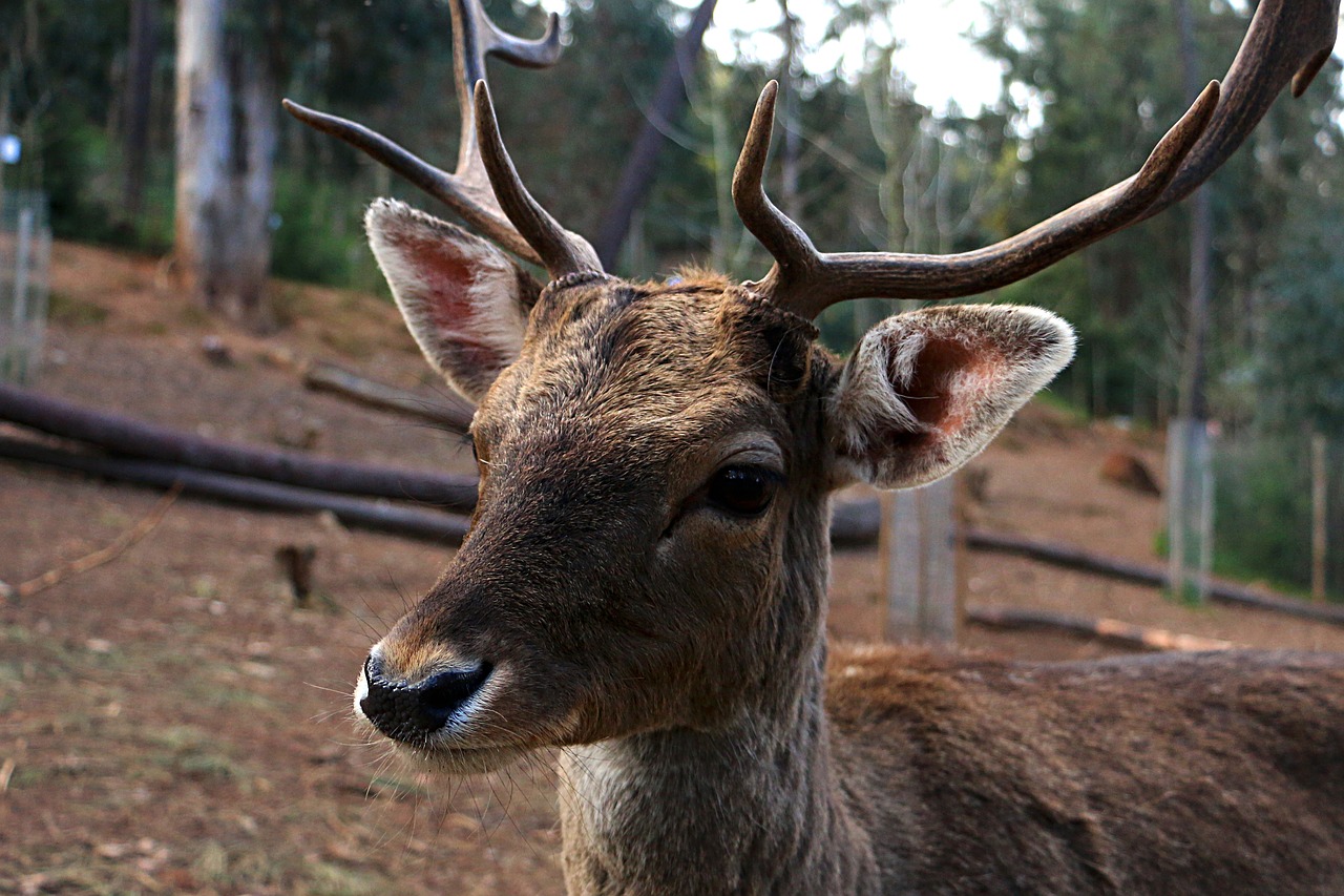 deer wild animal free photo