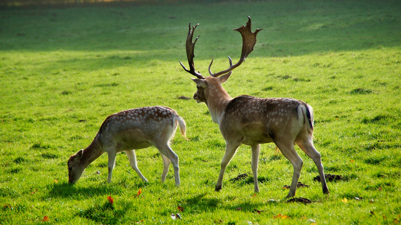 deer ree nature free photo