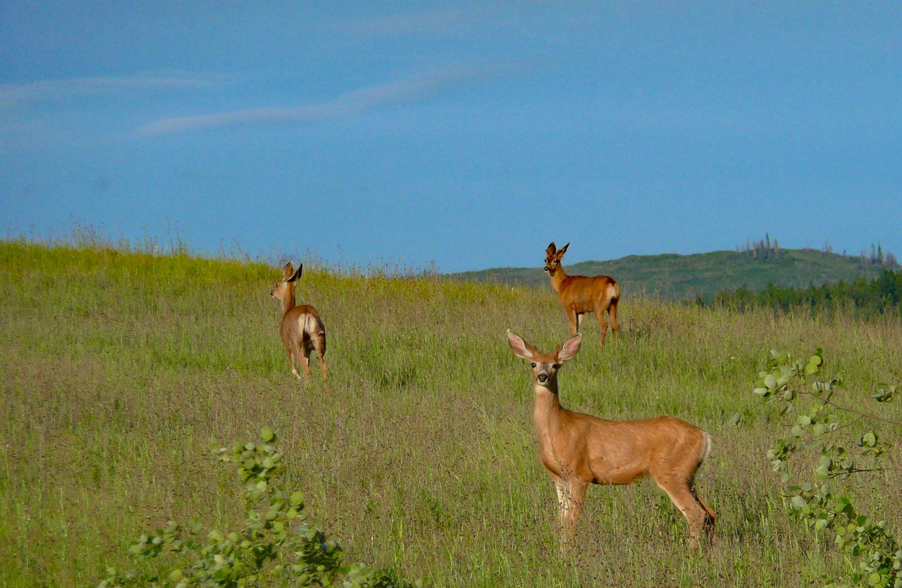 deer wildlife animals free photo