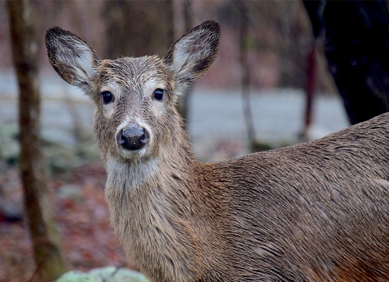 deer wet cute free photo