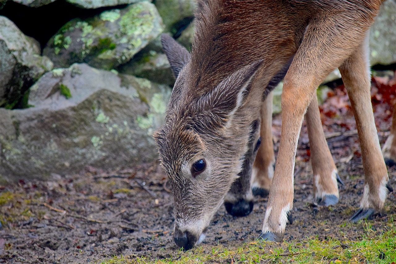 deer wet cute free photo