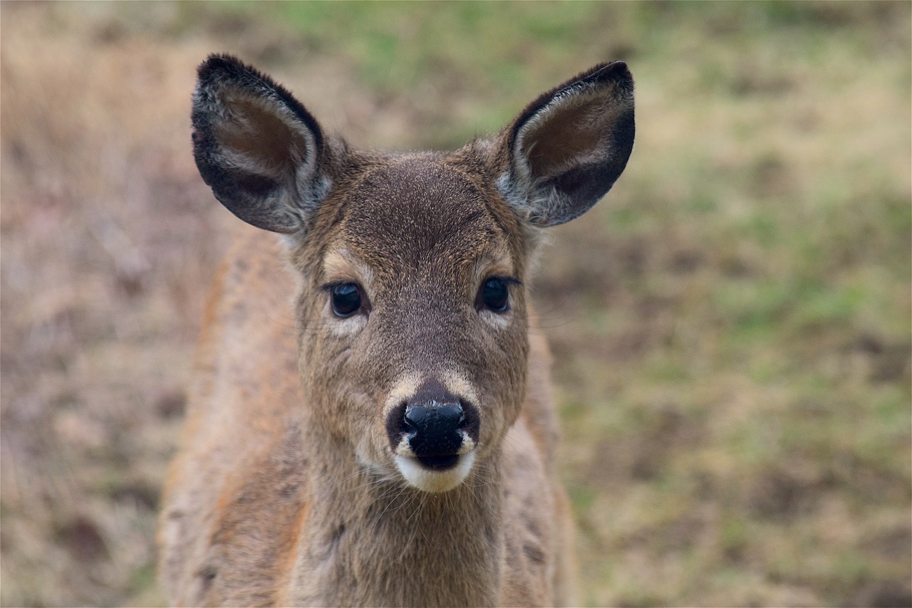 deer face portrait free photo