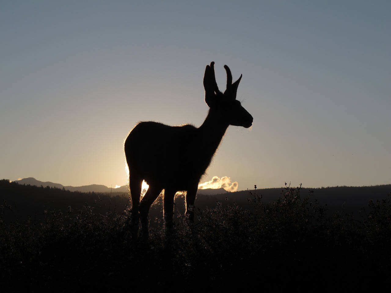 deer sunset animal free photo