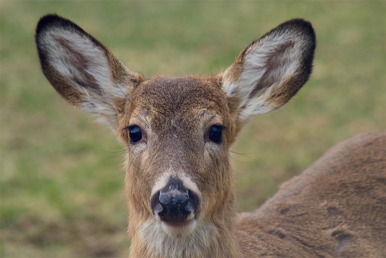 deer face portrait free photo