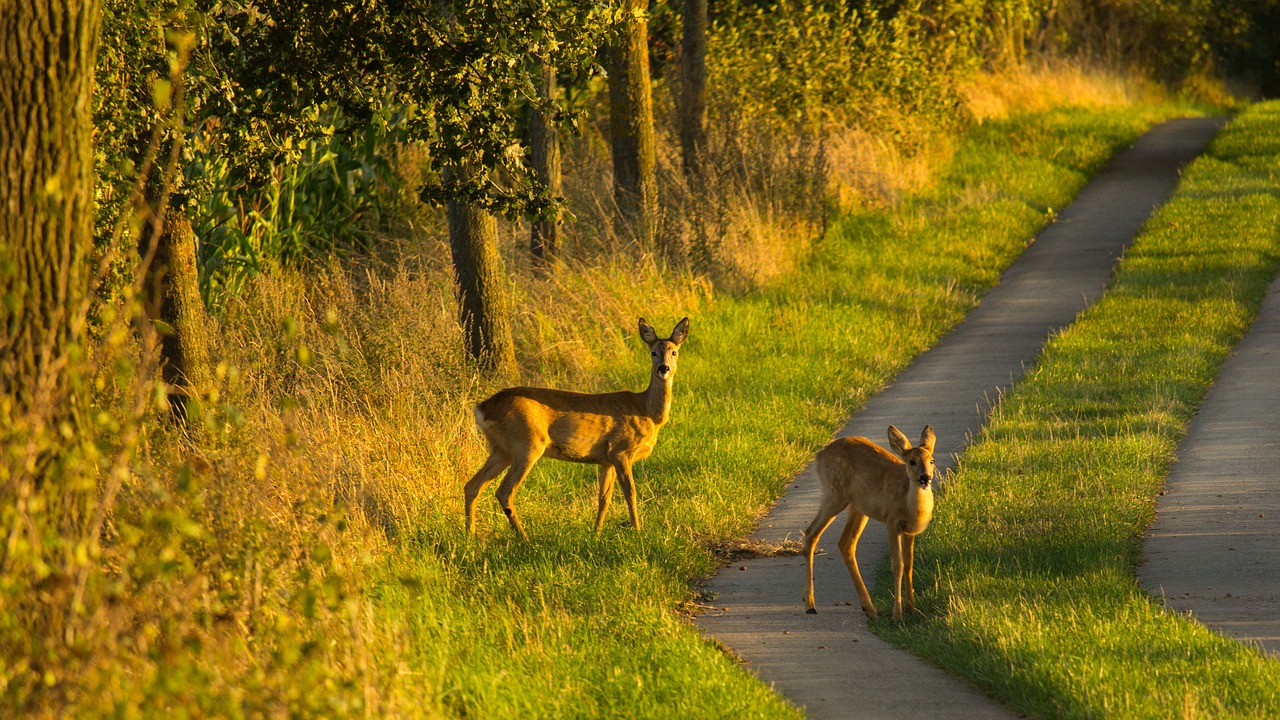 deer kitz ricke free photo