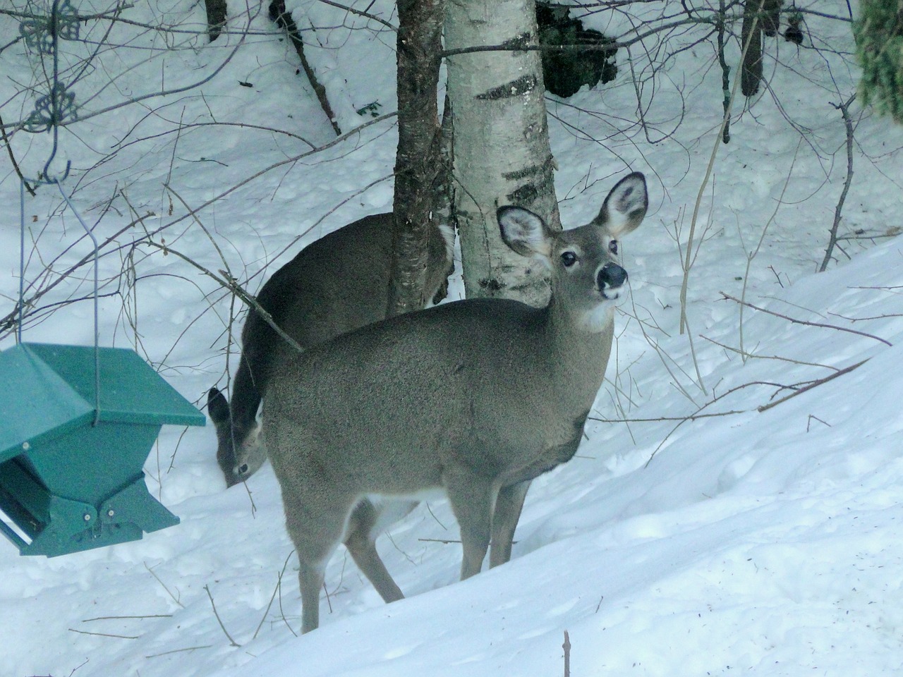 deer winter backyard free photo