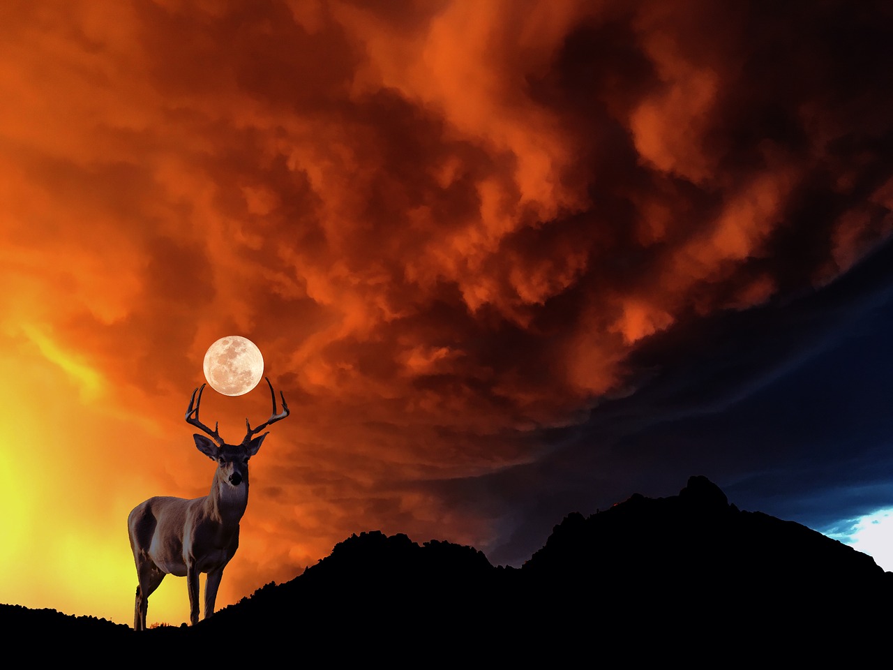 deer moon sky free photo