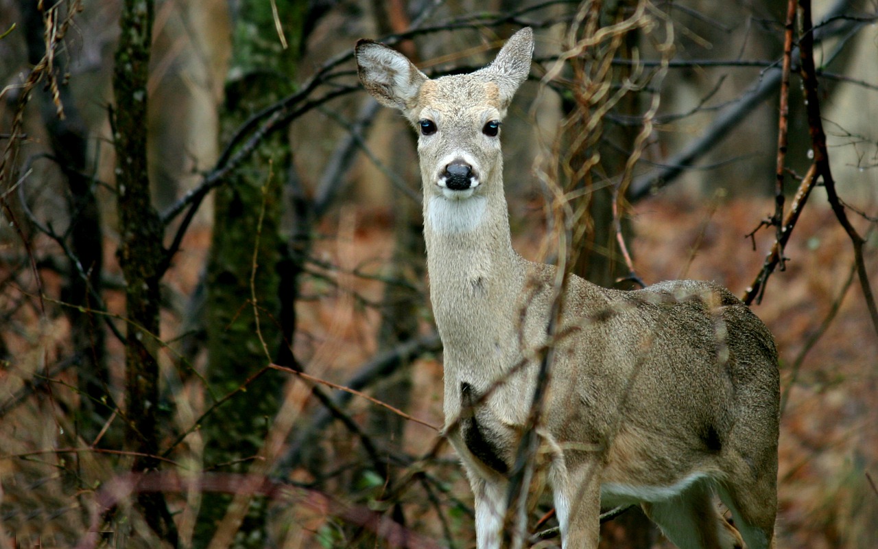 deer doe nature free photo