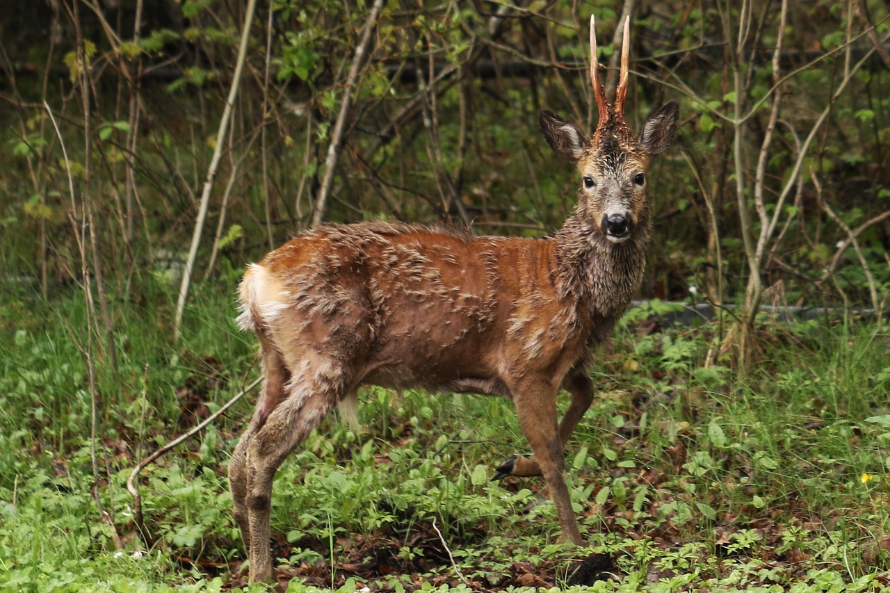 deer animal nature free photo