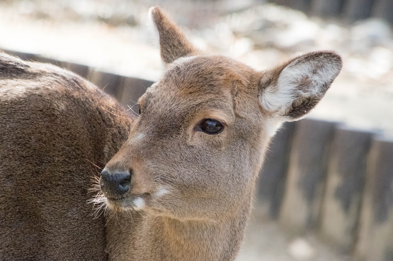 deer animal zoo free photo