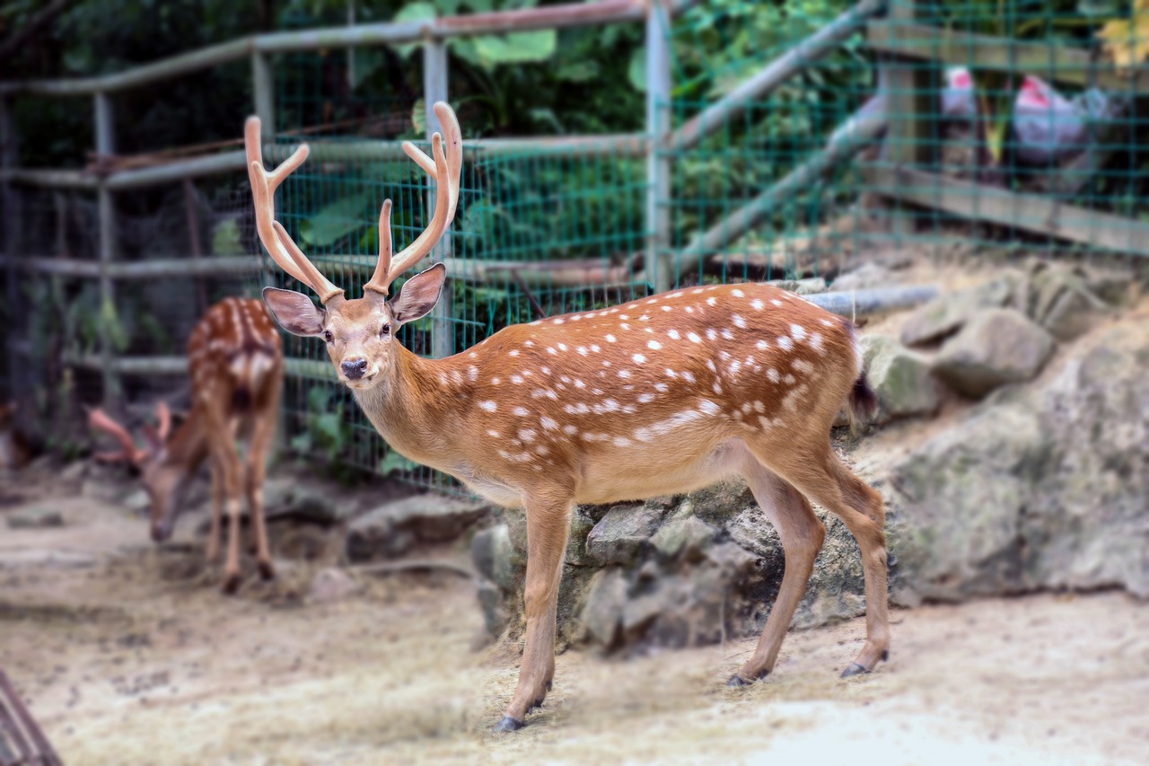 deer zoo expression free photo