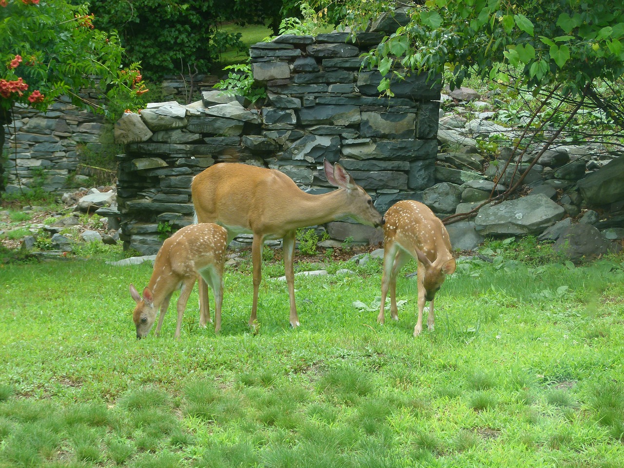 deer fawn white tailed deer free photo