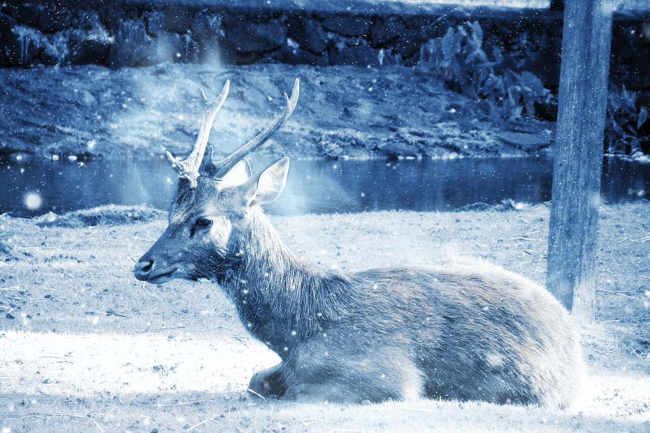 deer animal snow free photo