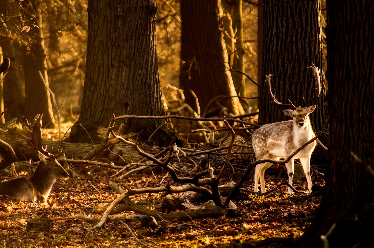 deer wildlife animals free photo