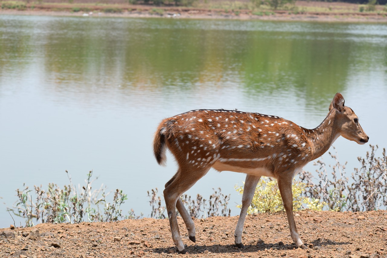 deer nature wildlife free photo