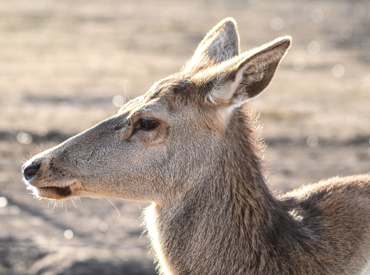 deer female animal free photo