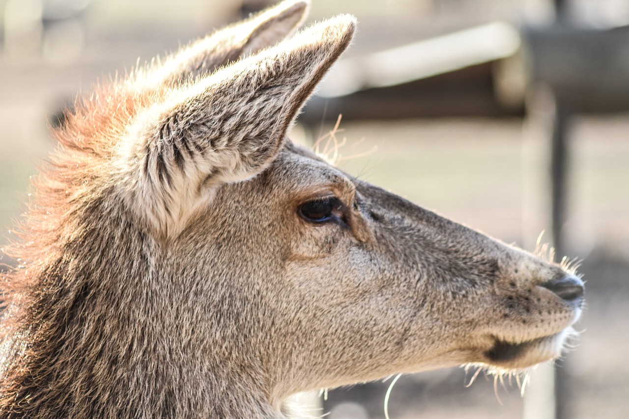 deer female animal free photo