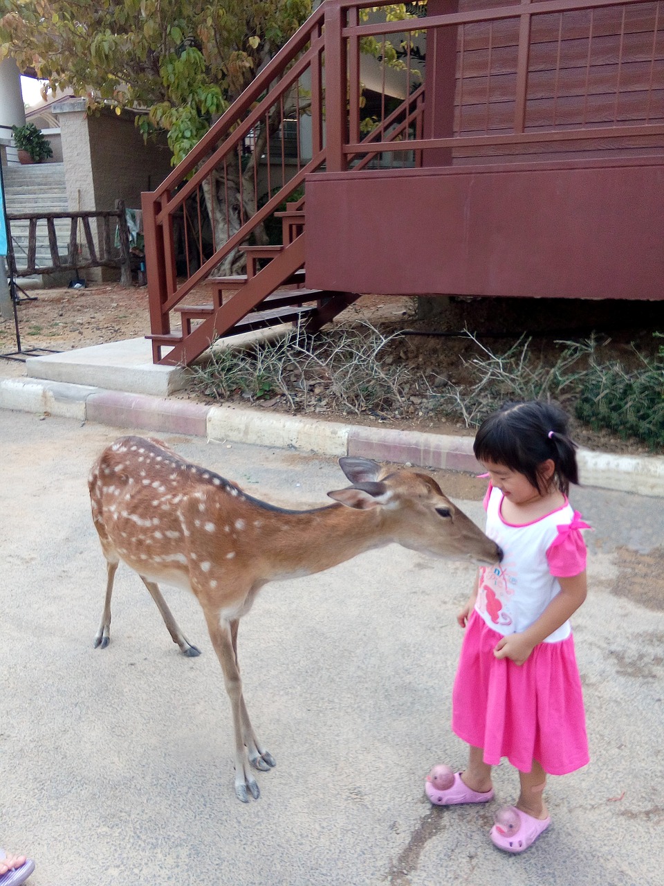 deer zoo animal free photo