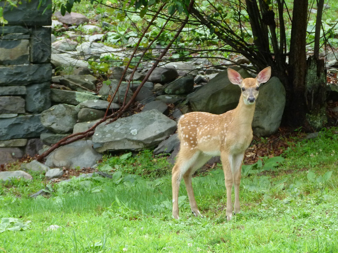 deer animal wild free photo