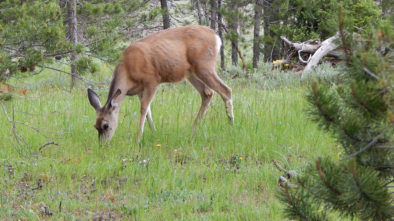 deer wildlife animal free photo