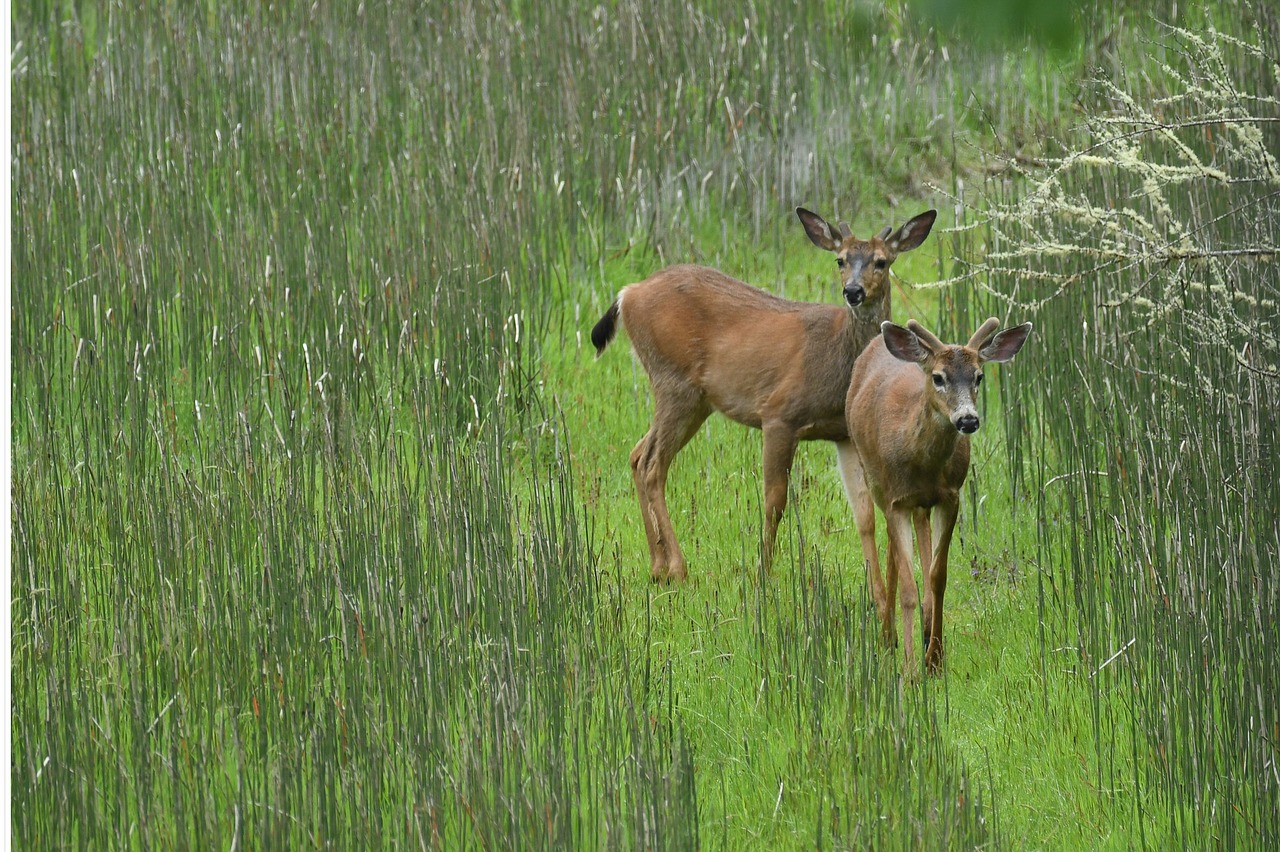 deer field wildlife free photo