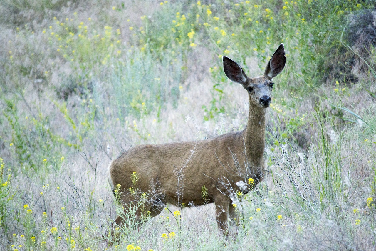 deer mule animal free photo