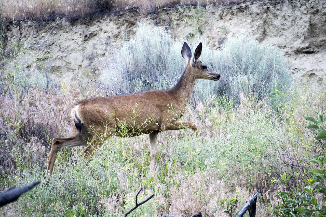 deer mule animal free photo