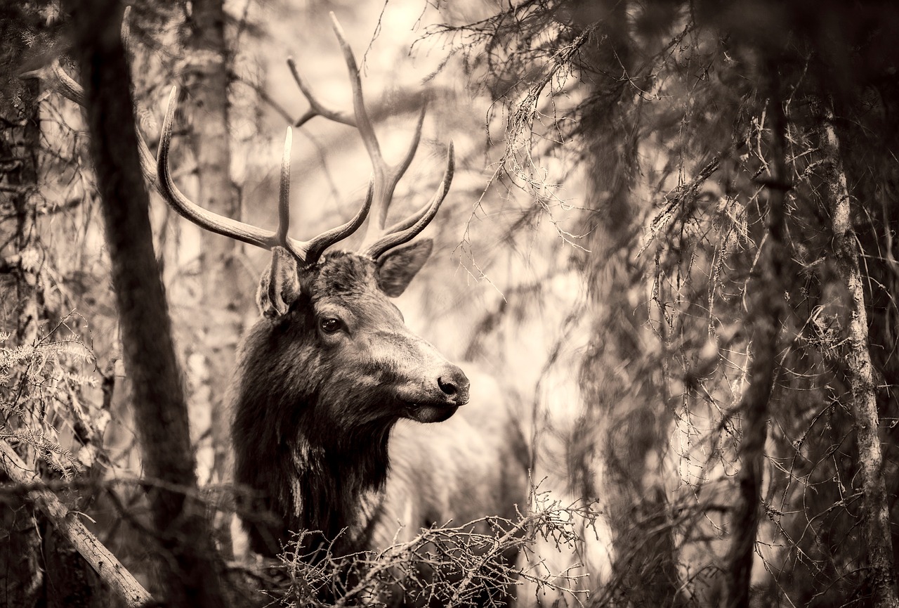 deer elk animal free photo