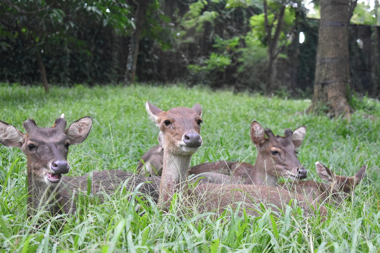 deer animal park free photo