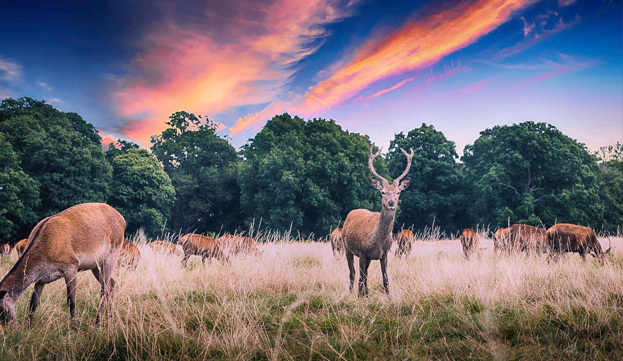 deer wild wildlife free photo