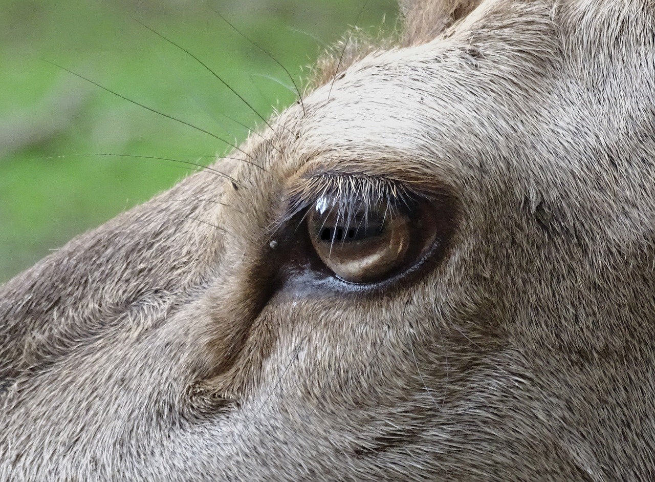 deer animal eye free photo