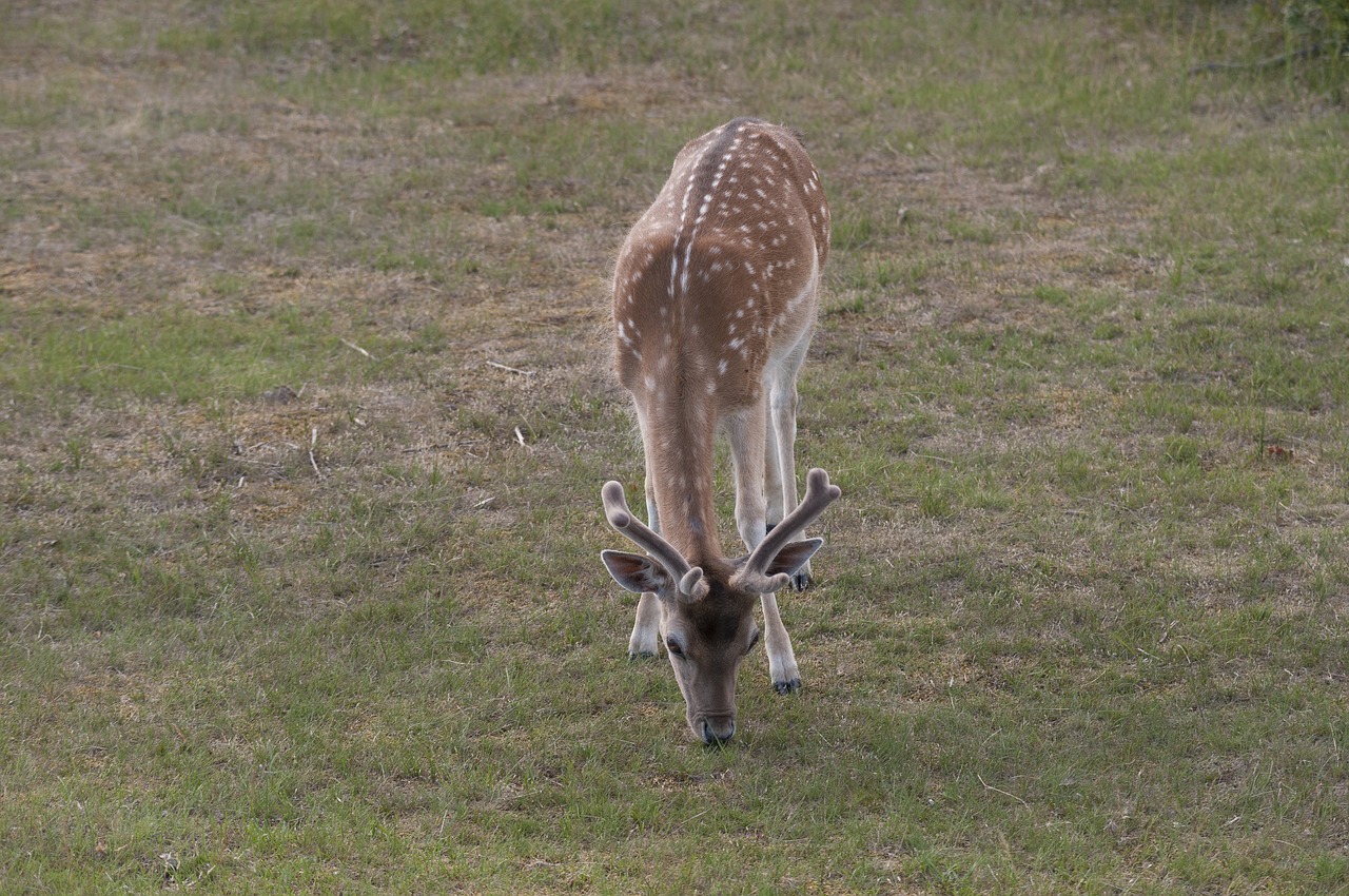 deer antlers browser free photo