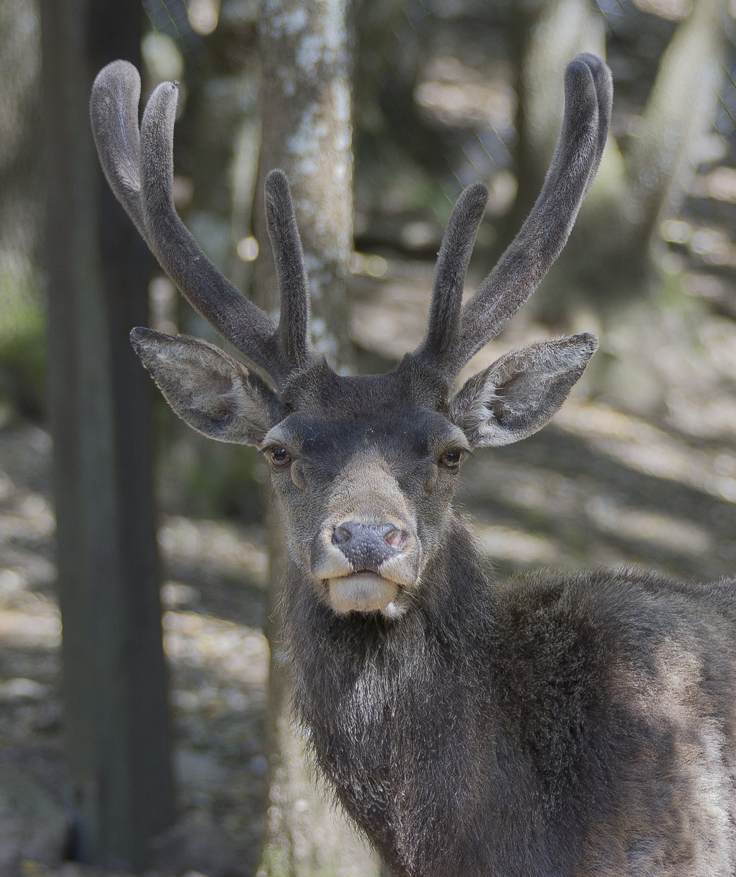 deer nature sardinia free photo